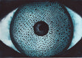 Iris: The Window